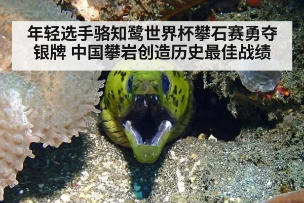 年轻选手骆知鹭世界杯攀石赛勇夺银牌 中国攀岩创造历史最佳战绩